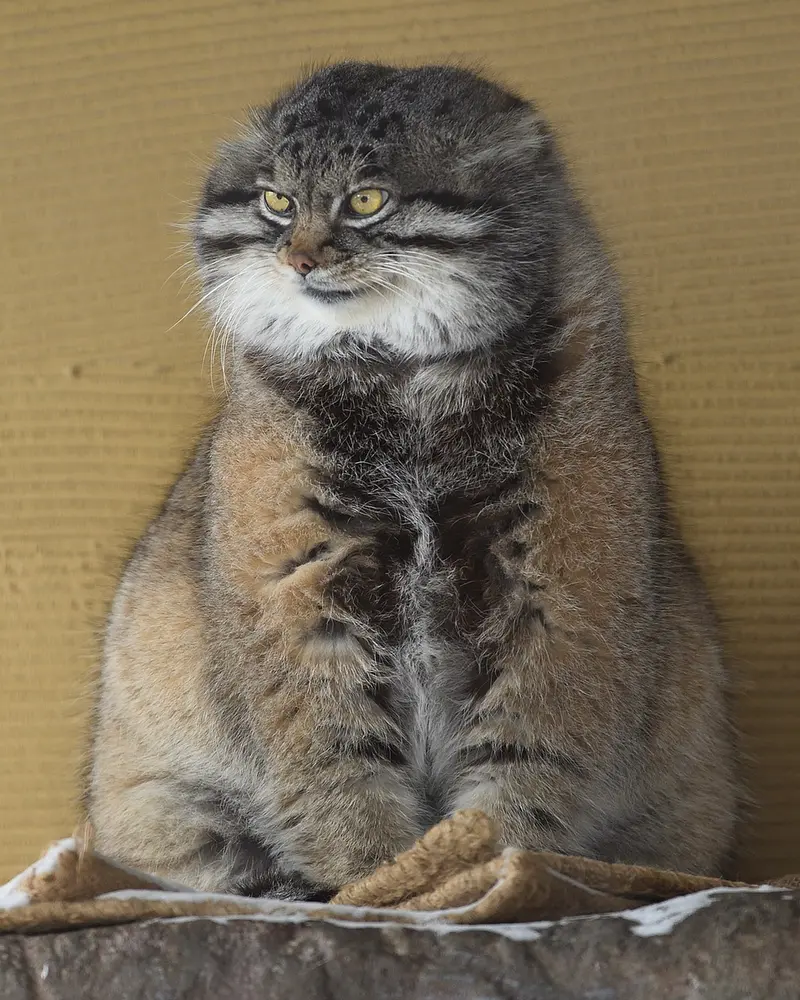 A photograph of Grusha in Asahiyama Zoo