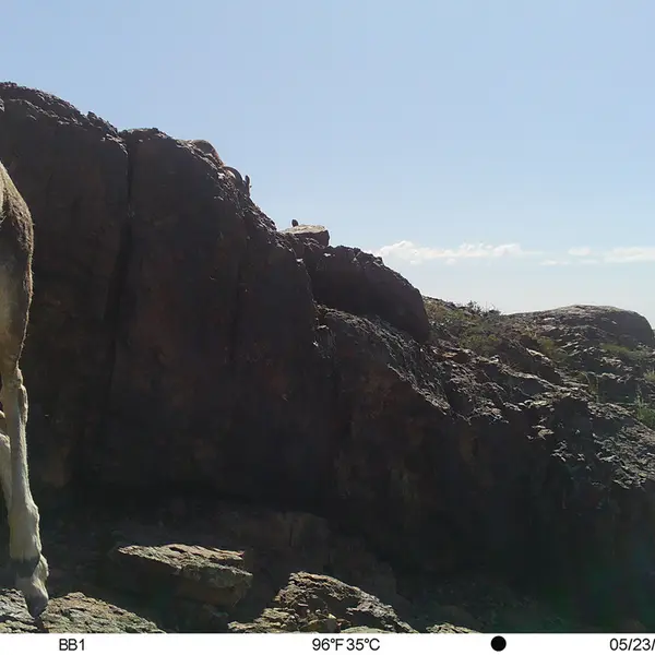 A photograph of Argali from Aktas-Kunkora camera trap