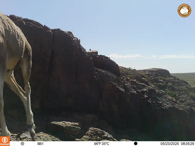 A photograph of Argali from Aktas-Kunkora camera trap