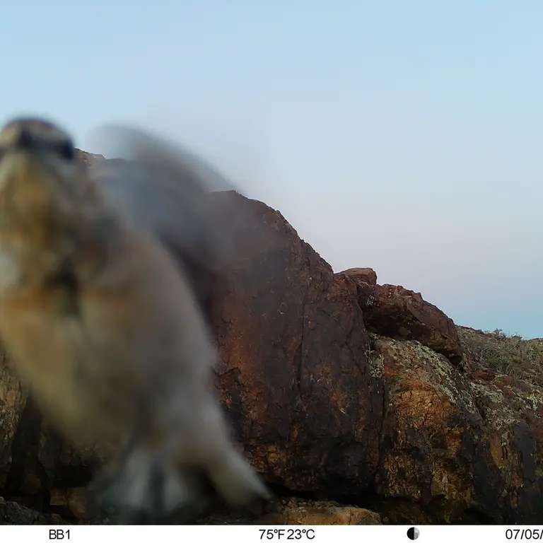 A photograph of a Pallas's cat from Aktas-Kunkora [new] camera trap