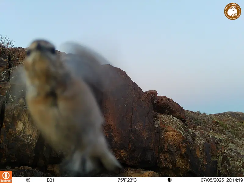 A photograph of a Pallas's cat from Aktas-Kunkora [new] camera trap