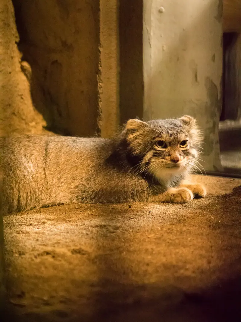 A photograph of Figa in Nogeyama Zoo