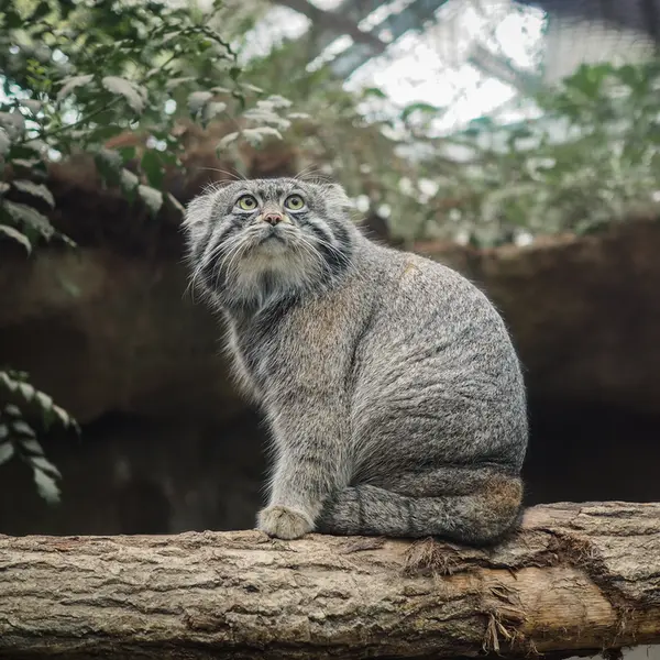 A photograph of Nar in Kobe Animal Kingdom