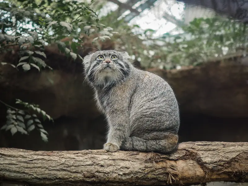 A photograph of Nar in Kobe Animal Kingdom