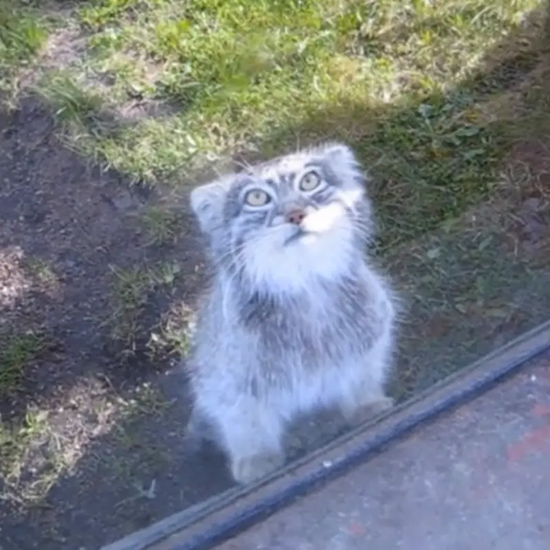 A photograph of Benny in Parken Zoo