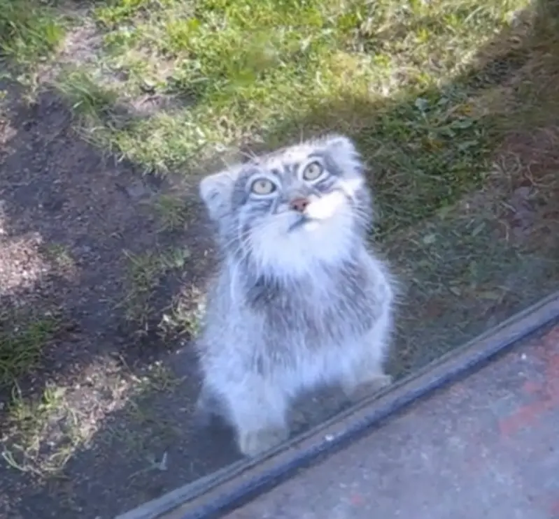 A photograph of Benny in Parken Zoo