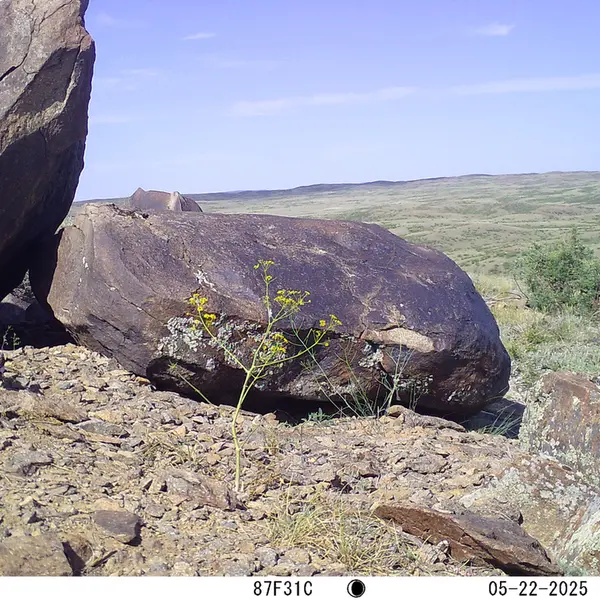 A photograph of a Pallas's cat from Koshkar camera trap