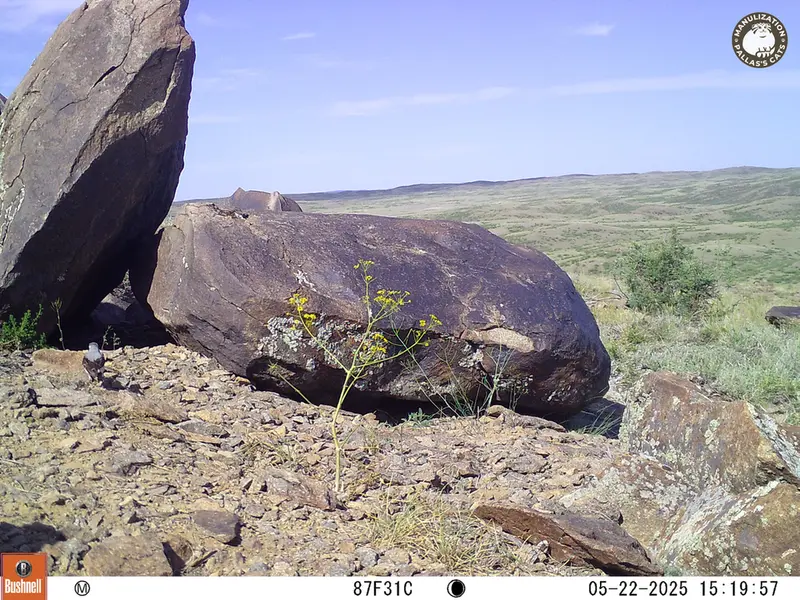 A photograph of a Pallas&#039;s cat from Koshkar camera trap