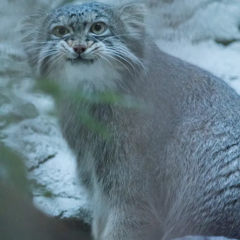 A photograph of Figa in Nogeyama Zoo