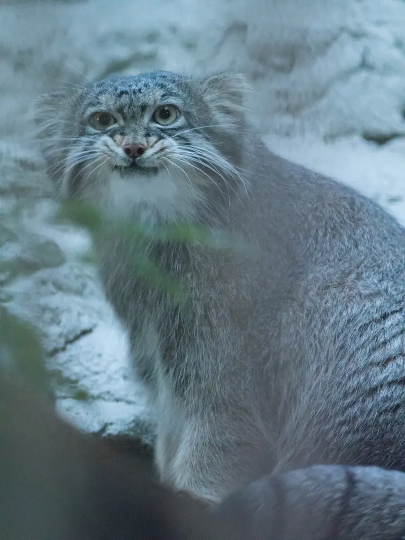 A photograph of Figa in Nogeyama Zoo