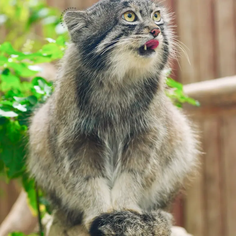 A photograph of Nar in Kobe Animal Kingdom