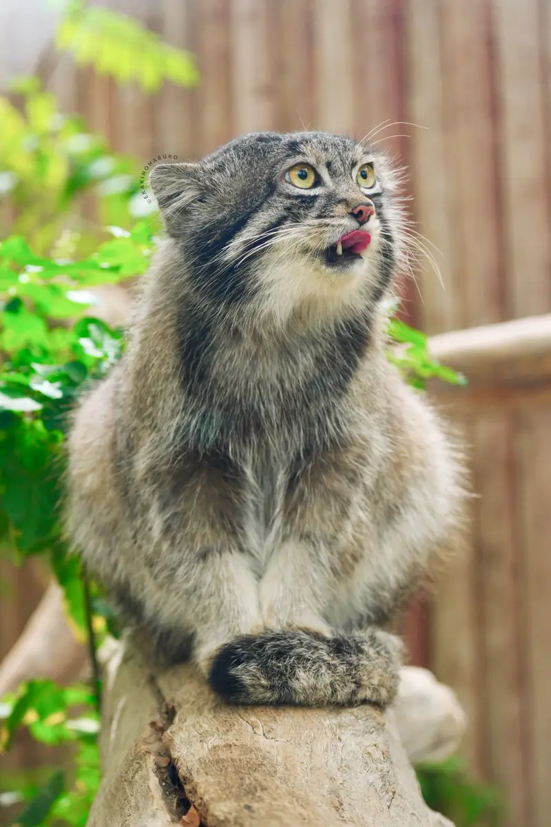 A photograph of Nar in Kobe Animal Kingdom