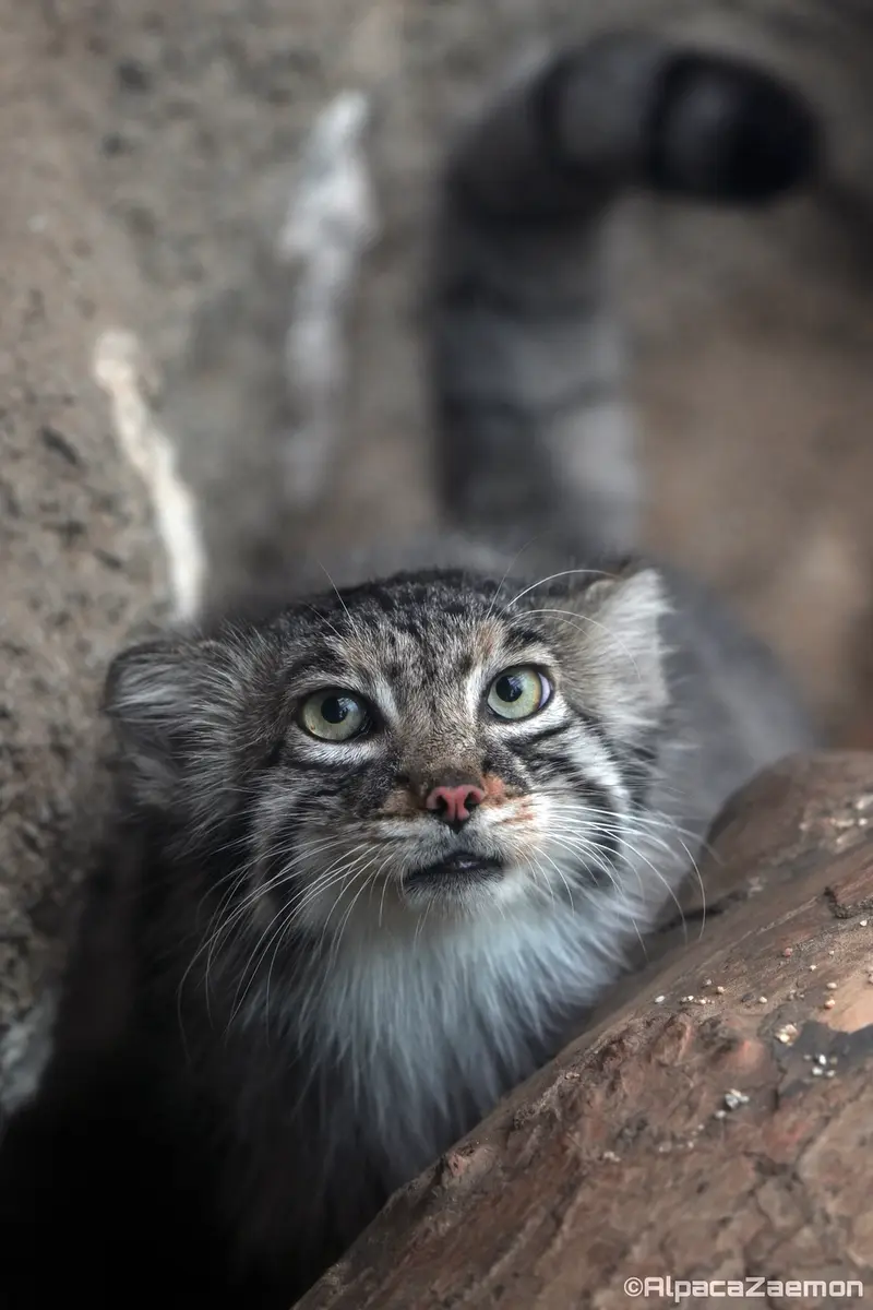 A photograph of Az in Kobe Animal Kingdom