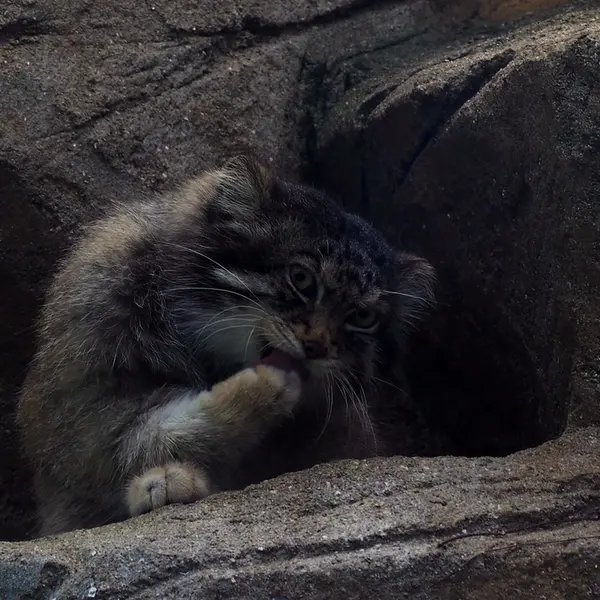 A photograph of Iris in Kobe Oji Zoo