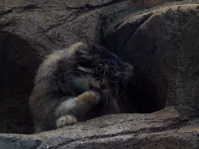A photograph of Iris in Kobe Oji Zoo