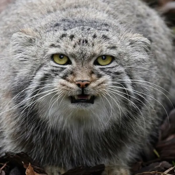 A photograph of a Pallas's cat in Bio-Topia Dunkerque