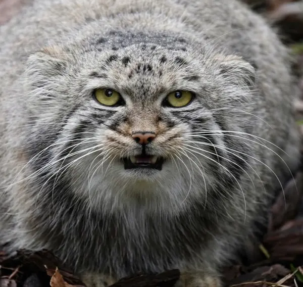 A photograph of a Pallas's cat in Bio-Topia Dunkerque