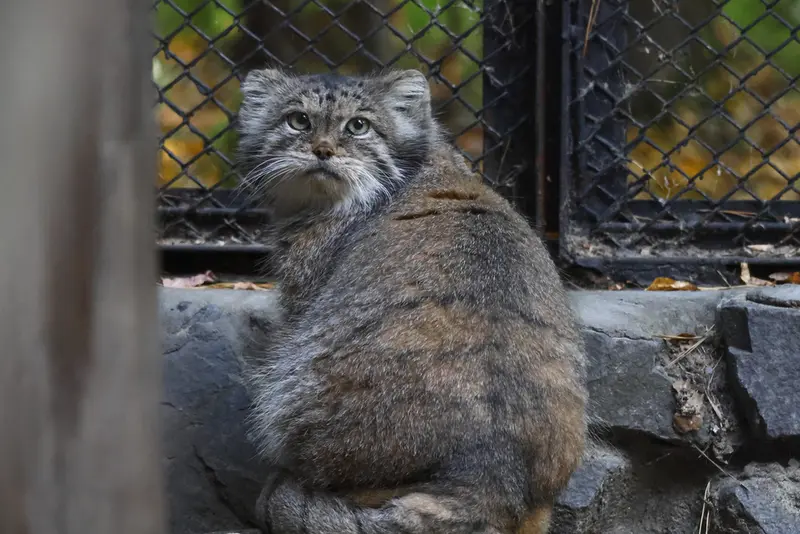 A photograph of Lastochka in Novosibirsk Zoo