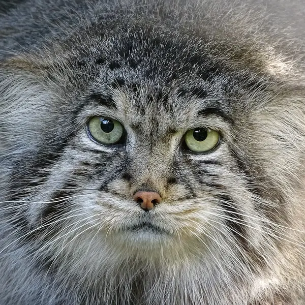 A photograph of Bjorn in Riga Zoo
