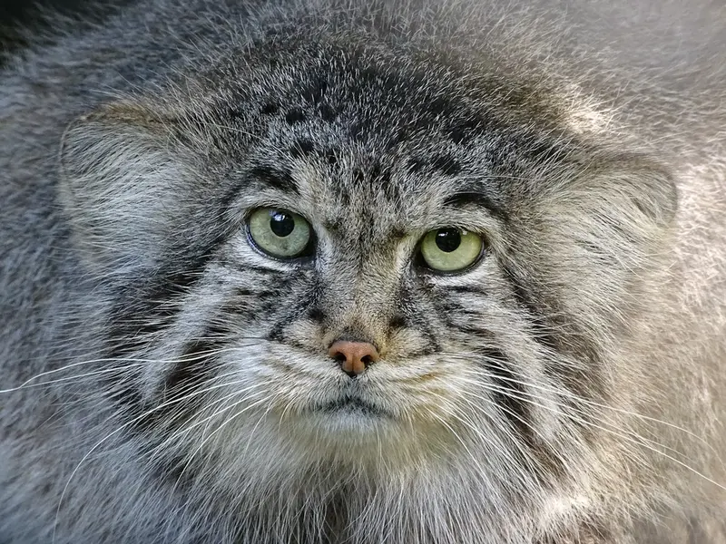 A photograph of Bjorn in Riga Zoo