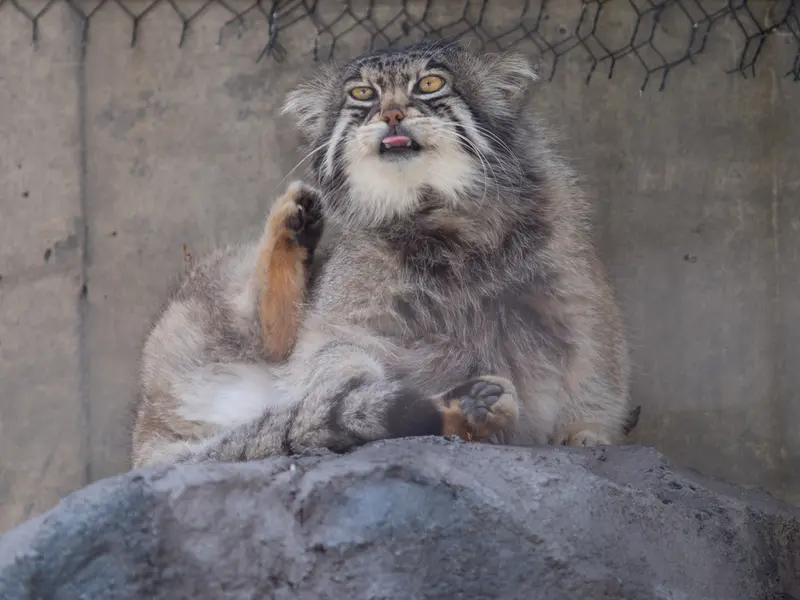 A photograph of Grusha in Asahiyama Zoo
