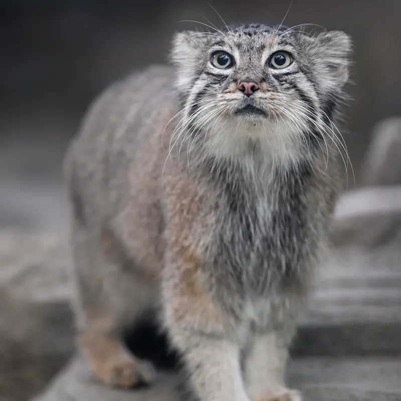 A photograph of Az in Kobe Animal Kingdom
