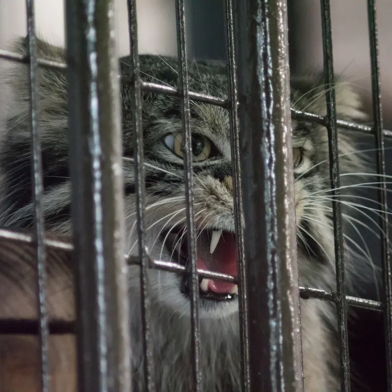 A photograph of Figa in Nogeyama Zoo