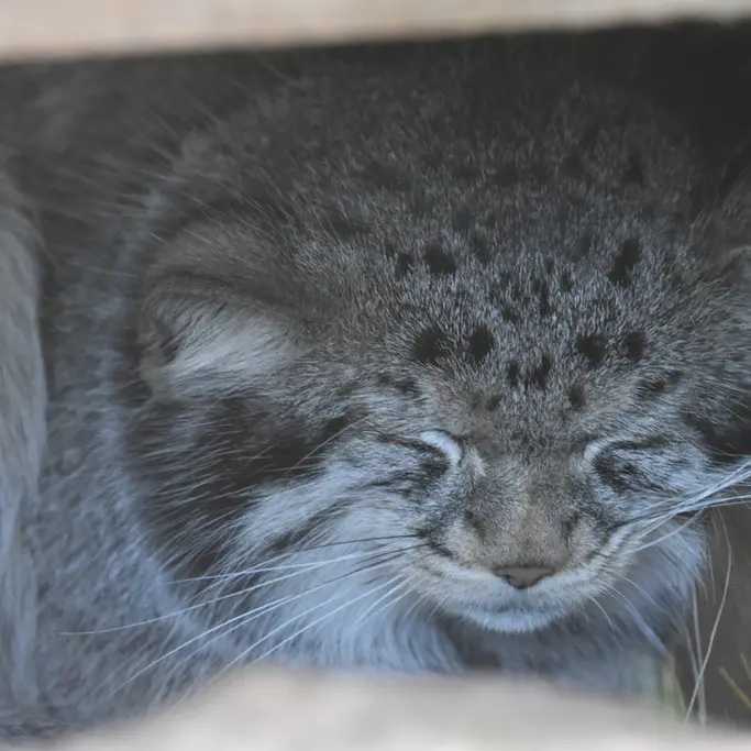 A photograph of Khutga in The Lakeland Wildlife Oasis