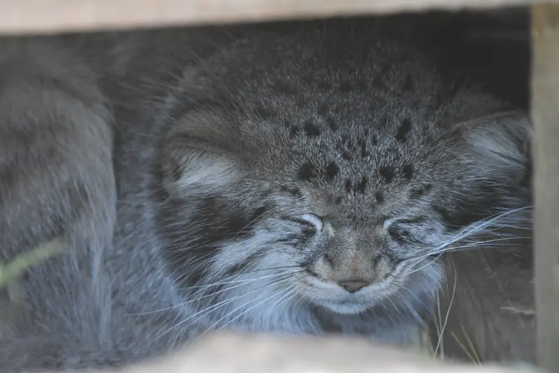 A photograph of Khutga in The Lakeland Wildlife Oasis
