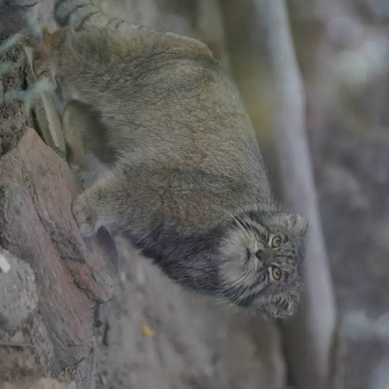 A photograph of Tai Chi in Pueblo Zoo