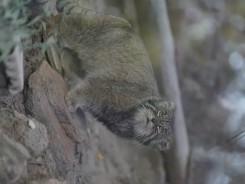 A photograph of Tai Chi in Pueblo Zoo