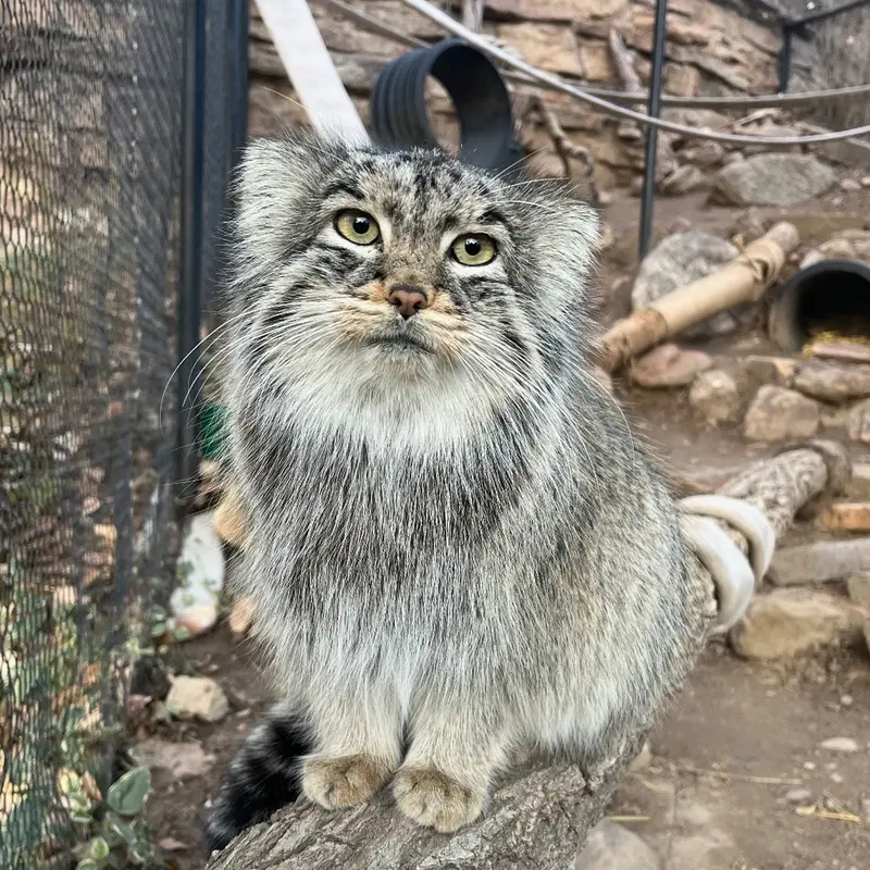 A photograph of Olive in Pueblo Zoo