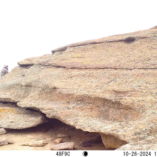 A photograph of a Pallas's cat from Bektauata 1 camera trap