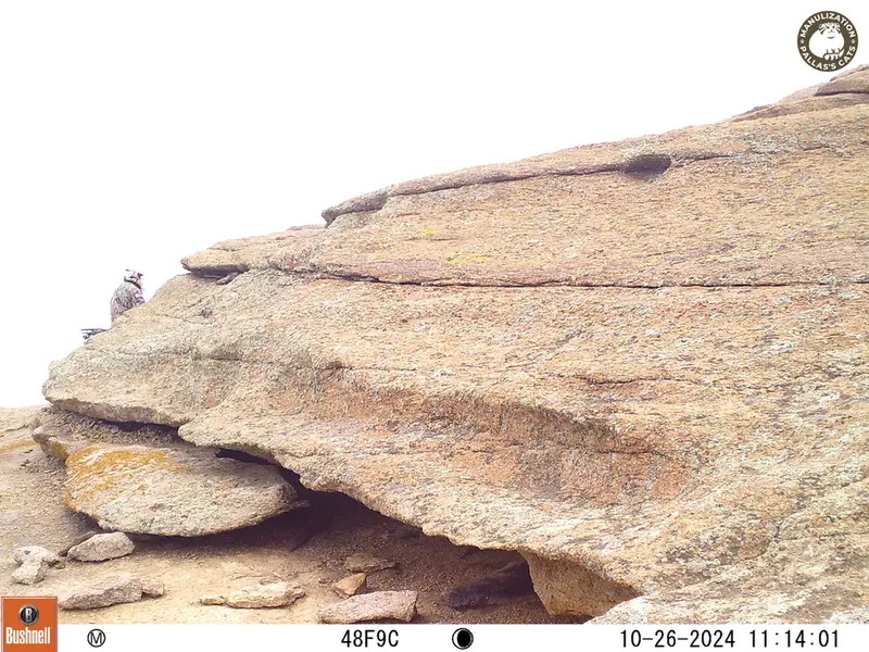 A photograph of a Pallas&#039;s cat from Bektauata 1 camera trap
