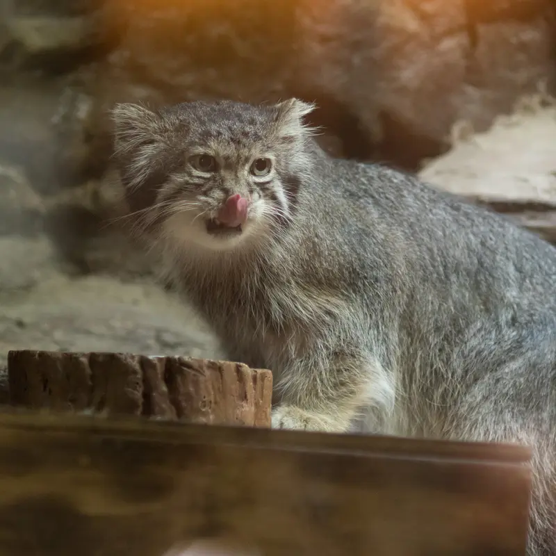 A photograph of Klyon in Ueno Zoological Gardens
