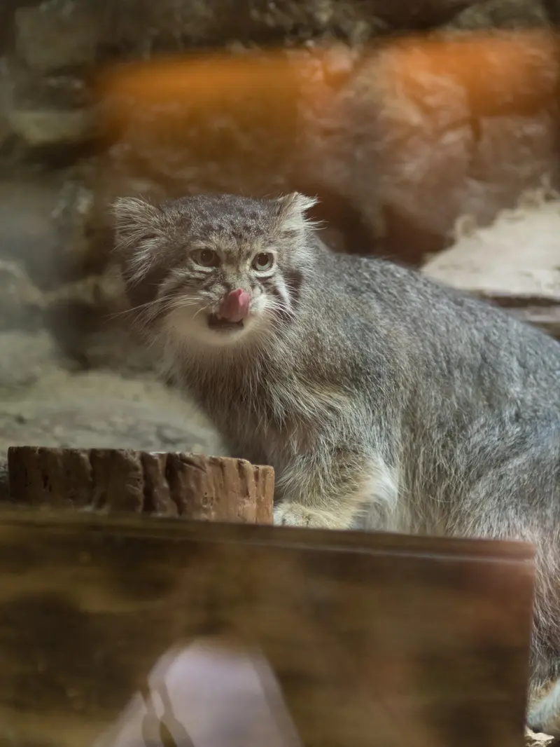 A photograph of Klyon in Ueno Zoological Gardens