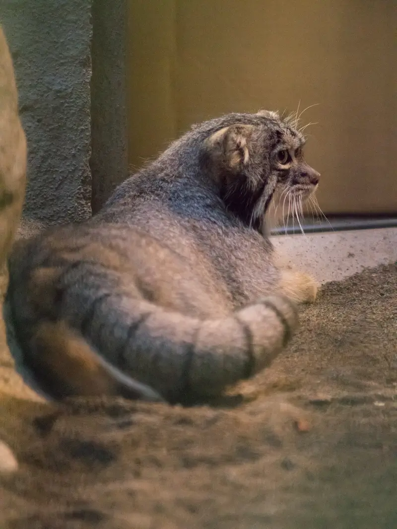 A photograph of Figa in Nogeyama Zoo