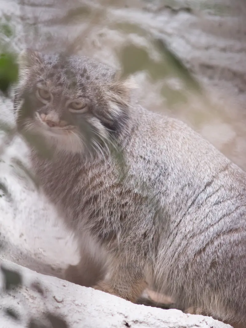 A photograph of Figa in Nogeyama Zoo