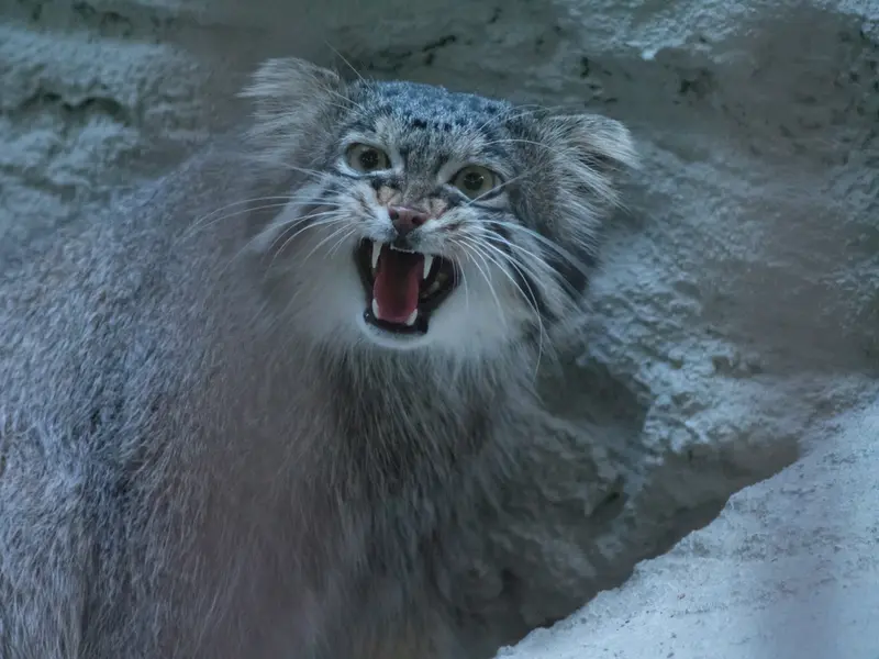 A photograph of Figa in Nogeyama Zoo