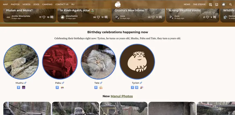 Now you can see the fluffy birthday stars on the website!