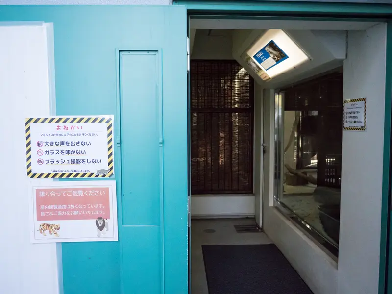 A photograph of a Pallas's cat in Nogeyama Zoo