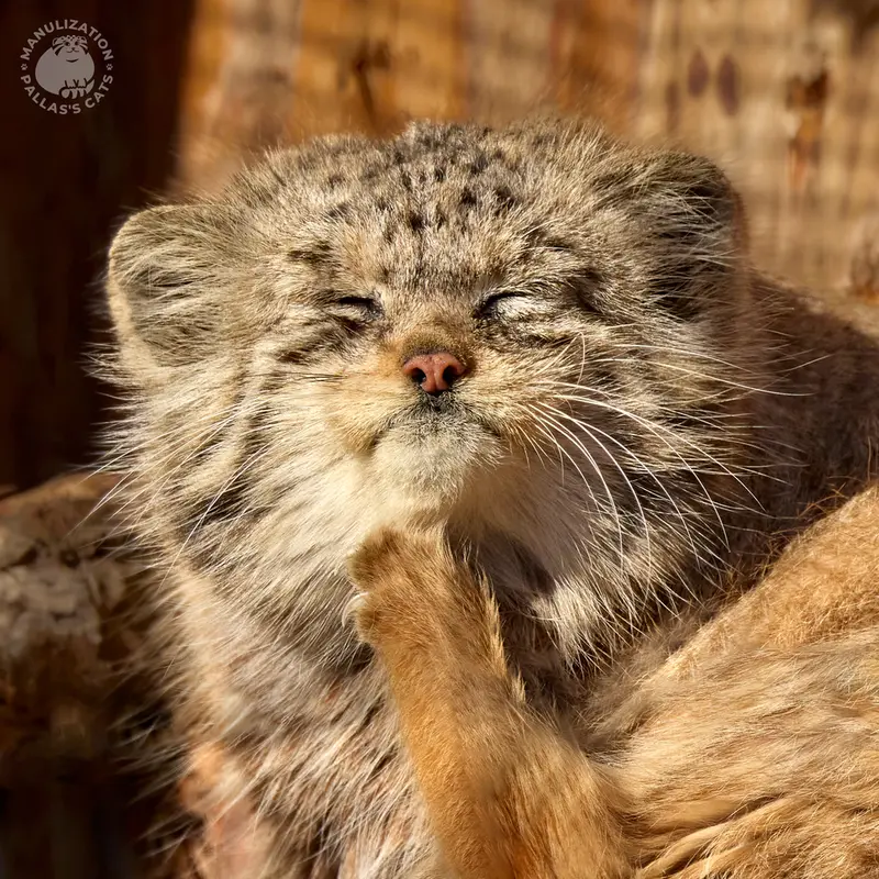 A photograph of Namika in Leningrad zoo