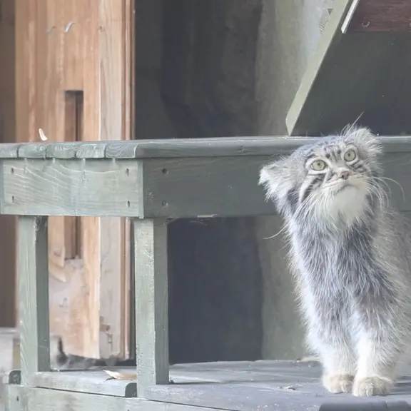 A photograph of a Pallas's cat in Moscow zoo