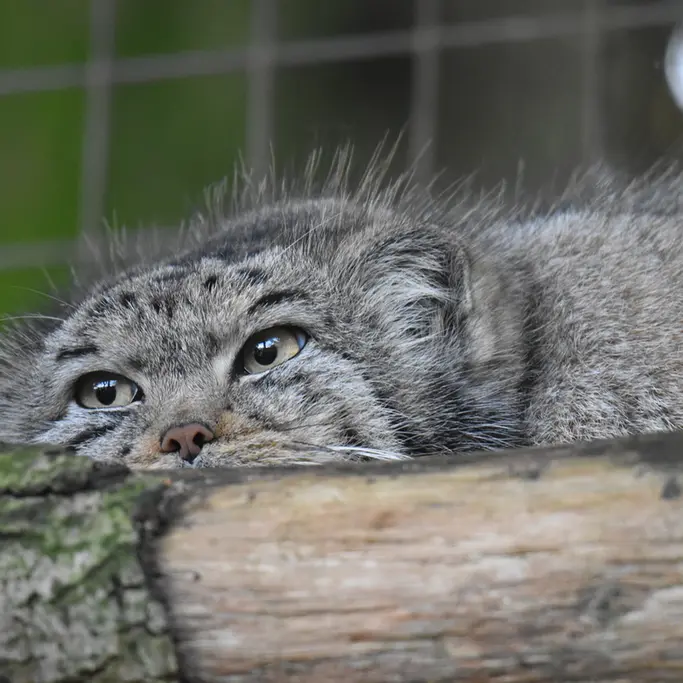 A photograph of Bella in Banham Zoo