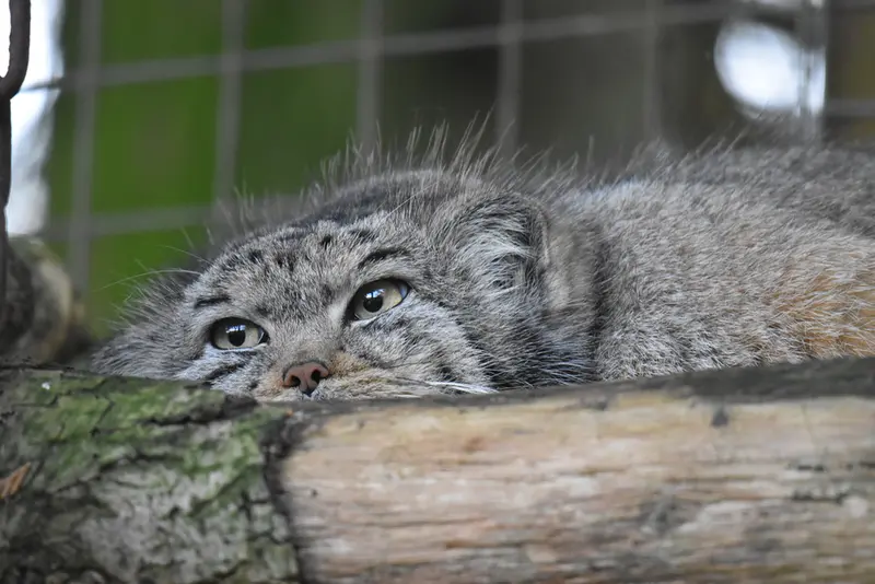 A photograph of Bella in Banham Zoo