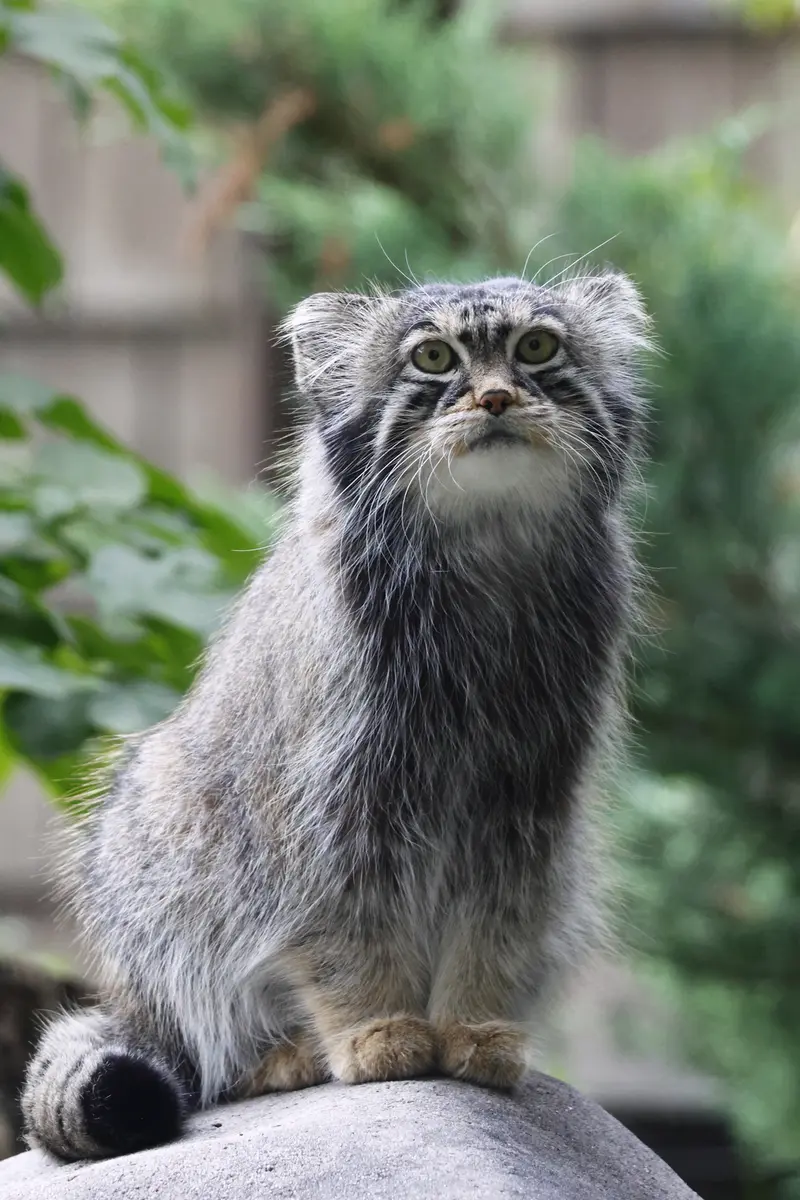 A photograph of a Pallas's cat