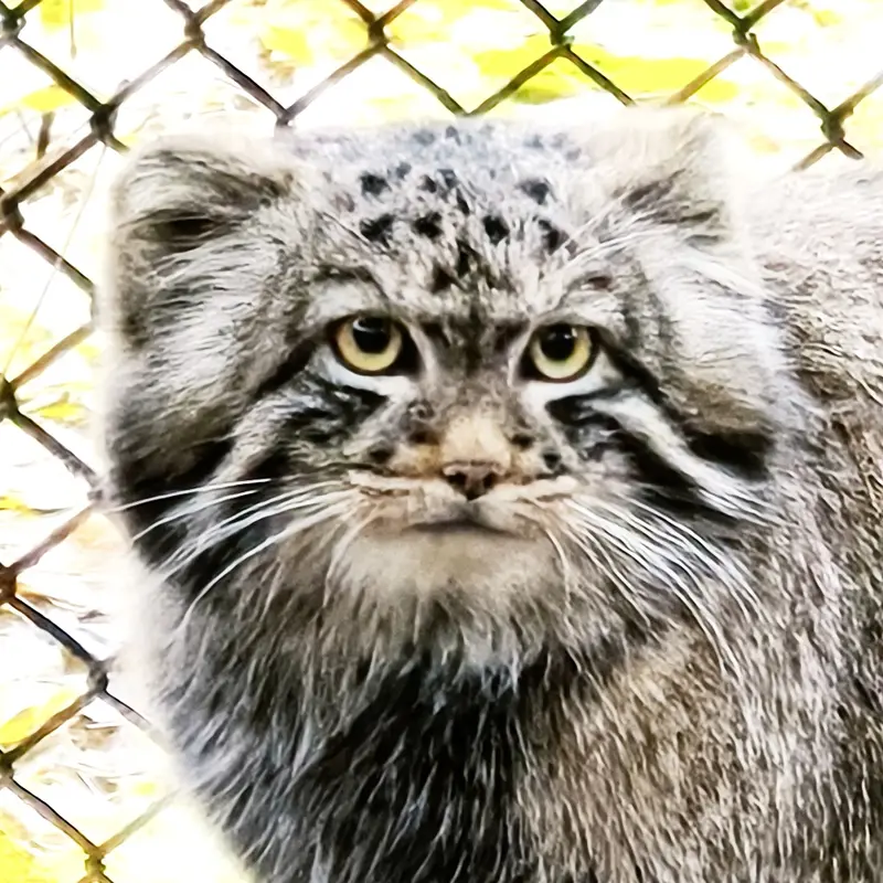Son of Adele b.2026 Ⅰ the Pallas's cat from Novosibirsk Zoo