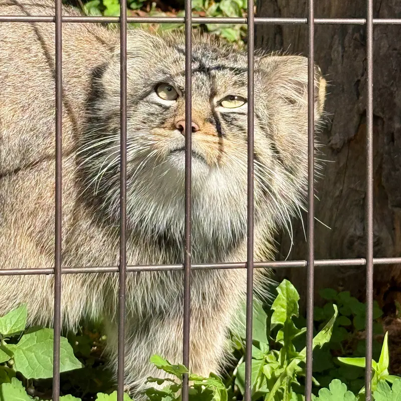 A photograph of Hide in Asahiyama Zoo