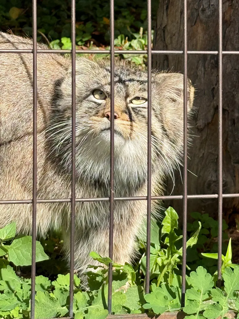 A photograph of Hide in Asahiyama Zoo