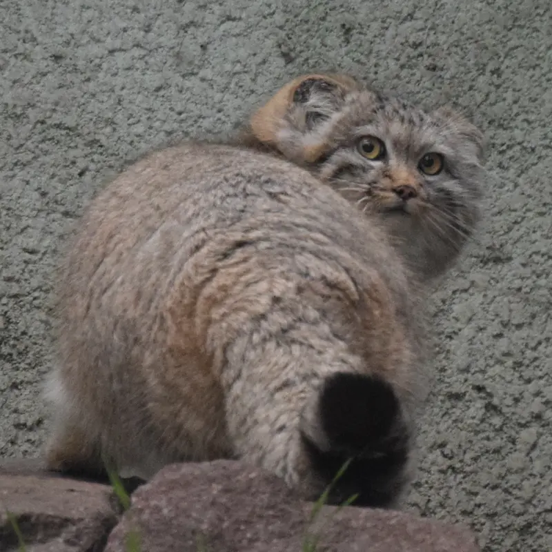 A photograph of Lucy in Budapest Zoo &amp; Botanical Garden